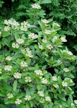 Winterthur Viburnum - 3 Gallon Pot 17 Winterthur Viburnum - 3 Gallon Pot -Plant Discount Store Viburnum Winterthur 7