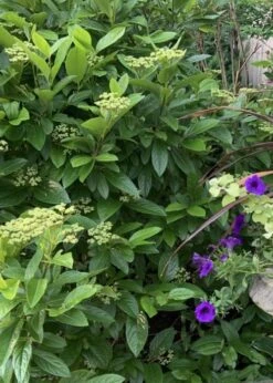 Winterthur Viburnum - 3 Gallon Pot 16 Winterthur Viburnum - 3 Gallon Pot -Plant Discount Store Viburnum Winterthur 9