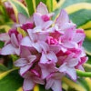 Marianni Variegated Pink Winter Daphne - 1 Gallon Pot 2 Marianni Variegated Pink Winter Daphne - 1 Gallon Pot -Plant Discount Store Winter Daphne Marianni 4