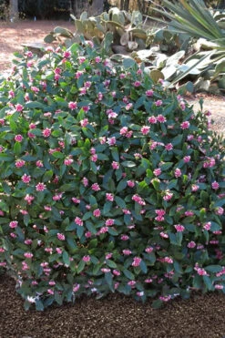 Zuiko Nishiki Winter Daphne Odora - 5 Gallon Pot 10 Zuiko Nishiki Winter Daphne Odora - 5 Gallon Pot -Plant Discount Store Winter Daphne Zuiko Nishiki 3