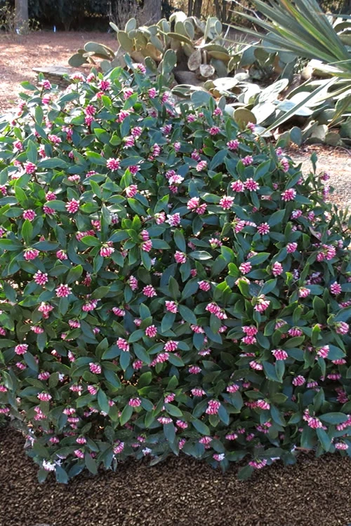 Zuiko Nishiki Winter Daphne Odora - 5 Gallon Pot 6 Zuiko Nishiki Winter Daphne Odora - 5 Gallon Pot - Image 4