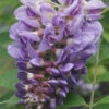 Amethyst Falls Wisteria Vine - 5 Gallon Pot -Plant Discount Store Wisteria Amethyst Falls Rev 500x750 2
