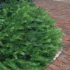 Yewtopia Plum Yew - 3 Gallon Pot 1 Yewtopia Plum Yew - 3 Gallon Pot -Plant Discount Store Yew Yewtopia 21
