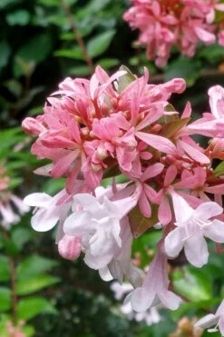 Canyon Creek Abelia - 3 Gallon Pot 12 Canyon Creek Abelia - 3 Gallon Pot -Plant Discount Store abelia grandiflora canyon creek 3