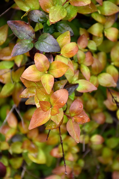 Canyon Creek Abelia - 3 Gallon Pot 8 Canyon Creek Abelia - 3 Gallon Pot - Image 6