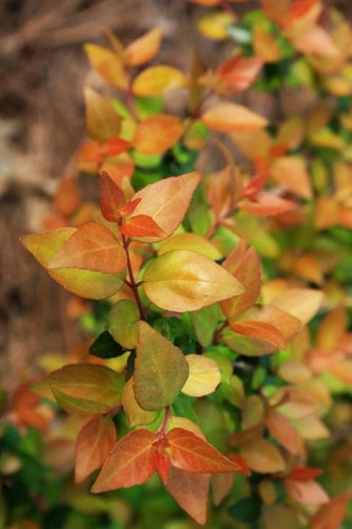 Canyon Creek Abelia - 3 Gallon Pot 3 Canyon Creek Abelia - 3 Gallon Pot