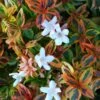 Kaleidoscope Dwarf Abelia - 2 Gallon Pot 2 Kaleidoscope Dwarf Abelia - 2 Gallon Pot -Plant Discount Store abelia kaliedoscope 11