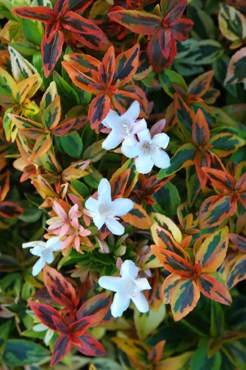 Kaleidoscope Dwarf Abelia - 2 Gallon Pot 3 Kaleidoscope Dwarf Abelia - 2 Gallon Pot