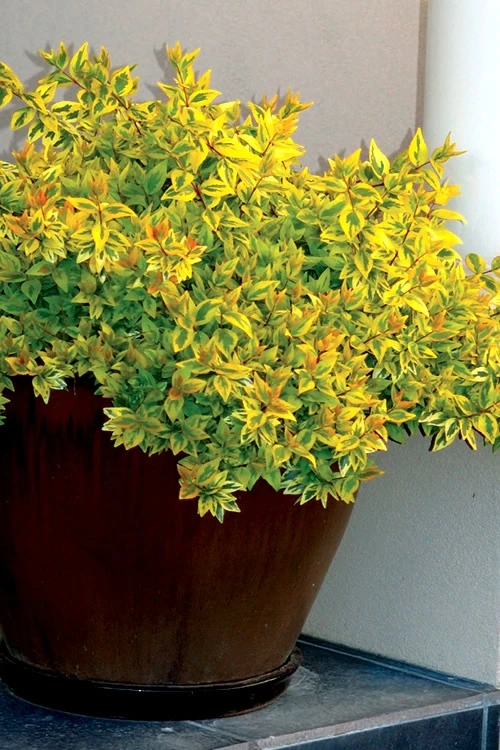 Kaleidoscope Dwarf Abelia - 2 Gallon Pot 7 Kaleidoscope Dwarf Abelia - 2 Gallon Pot - Image 5