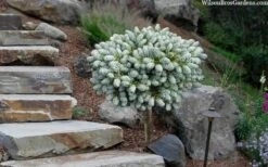 Ice Breaker Korean Fir (Single Trunk Topiary) - 2 Gallon Pot 11 Ice Breaker Korean Fir (Single Trunk Topiary) - 2 Gallon Pot -Plant Discount Store abies koreana kouhouts ice breaker korean fir 2