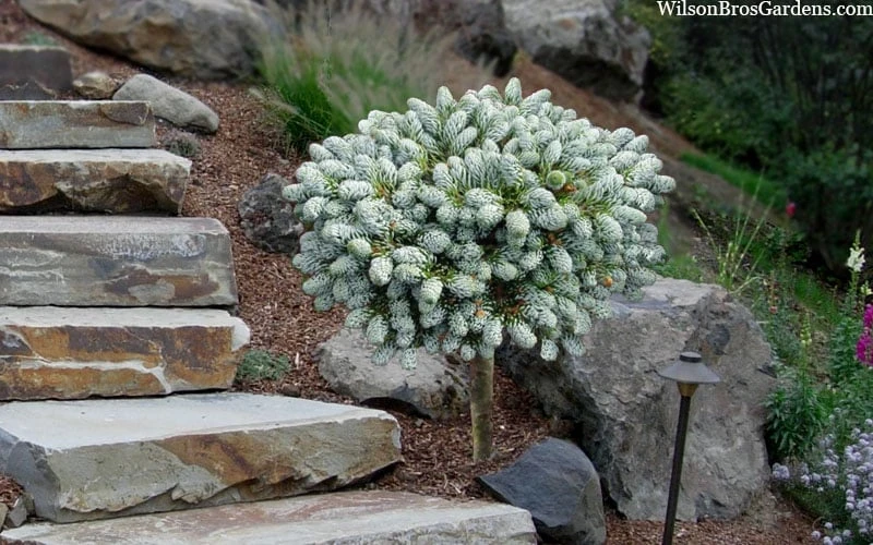 Ice Breaker Korean Fir (Single Trunk Topiary) - 2 Gallon Pot 7 Ice Breaker Korean Fir (Single Trunk Topiary) - 2 Gallon Pot - Image 5