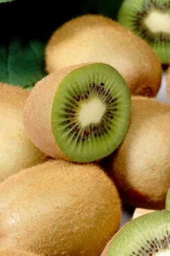 Jenny Self-Fertile Kiwi Vine - Quart Pot 17 Jenny Self-Fertile Kiwi Vine - Quart Pot -Plant Discount Store actinidia deliciosa jenny self fertile kiwi vine 1