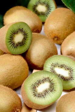 Jenny Self-Fertile Kiwi Vine - Quart Pot