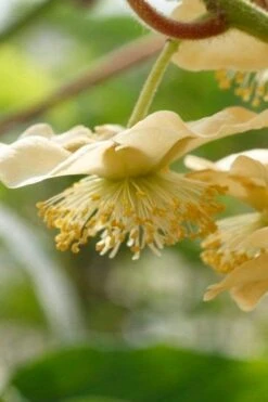 Jenny Self-Fertile Kiwi Vine - Quart Pot 14 Jenny Self-Fertile Kiwi Vine - Quart Pot -Plant Discount Store actinidia deliciosa jenny self fertile kiwi vine 4