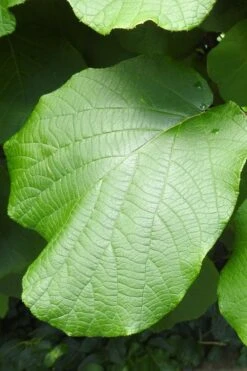 Jenny Self-Fertile Kiwi Vine - Quart Pot 16 Jenny Self-Fertile Kiwi Vine - Quart Pot -Plant Discount Store actinidia deliciosa jenny self fertile kiwi vine 5