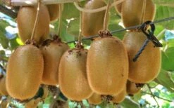 Jenny Self-Fertile Kiwi Vine - Quart Pot 15 Jenny Self-Fertile Kiwi Vine - Quart Pot -Plant Discount Store actinidia deliciosa jenny self fertile kiwi vine 6