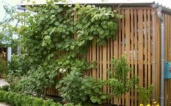 Jenny Self-Fertile Kiwi Vine - Quart Pot 13 Jenny Self-Fertile Kiwi Vine - Quart Pot -Plant Discount Store actinidia deliciosa jenny self fertile kiwi vine 7