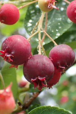 Shadblow Serviceberry Tree (Amelanchier Canadensis) - 1 Gallon Pot