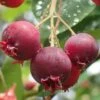 Shadblow Serviceberry Tree (Amelanchier Canadensis) - 5 Gallon Pot 1 Shadblow Serviceberry Tree (Amelanchier Canadensis) - 5 Gallon Pot -Plant Discount Store amelanchier arborea shadblow serviceberry berries 2