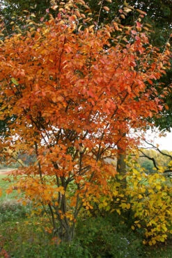 Shadblow Serviceberry Tree (Amelanchier Canadensis) - 1 Gallon Pot -Plant Discount Store amelanchier arborea shadblow serviceberry fall foliage 1