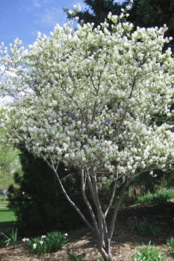 Shadblow Serviceberry Tree (Amelanchier Canadensis) - 1 Gallon Pot -Plant Discount Store amelanchier arborea shadblow serviceberry tree 2 1