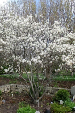 Shadblow Serviceberry Tree (Amelanchier Canadensis) - 1 Gallon Pot -Plant Discount Store amelanchier arborea shadblow serviceberry tree 3 1