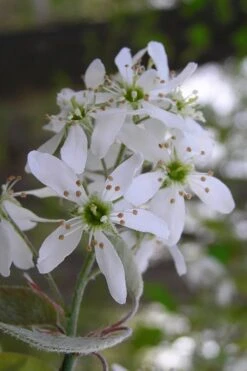Autumn Brilliance Serviceberry Tree - 7 Gallon Pot (4-5') 15 Autumn Brilliance Serviceberry Tree - 7 Gallon Pot (4-5') -Plant Discount Store amelanchier grandiflora autumn brilliance serviceberry 1