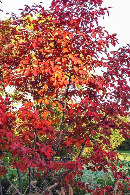 Autumn Brilliance Serviceberry Tree - 7 Gallon Pot (4-5') 11 Autumn Brilliance Serviceberry Tree - 7 Gallon Pot (4-5') - Image 9