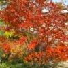 Autumn Brilliance Serviceberry Tree - 1 Gallon Pot 2 Autumn Brilliance Serviceberry Tree - 1 Gallon Pot -Plant Discount Store amelanchier grandiflora autumn brilliance serviceberry 4 1
