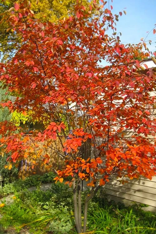 Autumn Brilliance Serviceberry Tree - 7 Gallon Pot (4-5') 3 Autumn Brilliance Serviceberry Tree - 7 Gallon Pot (4-5')