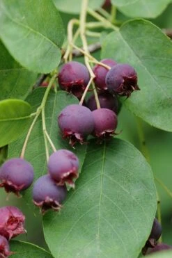 Autumn Brilliance Serviceberry Tree - 7 Gallon Pot (4-5') 14 Autumn Brilliance Serviceberry Tree - 7 Gallon Pot (4-5') -Plant Discount Store amelanchier grandiflora autumn brilliance serviceberry 8