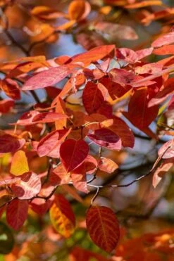Autumn Brilliance Serviceberry Tree - 7 Gallon Pot (4-5') 17 Autumn Brilliance Serviceberry Tree - 7 Gallon Pot (4-5') -Plant Discount Store amelanchier grandiflora autumn brilliance serviceberry 9