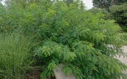 Indigo Bush (Amorpha Fruticosa) - 1 Gallon Pot 17 Indigo Bush (Amorpha Fruticosa) - 1 Gallon Pot -Plant Discount Store amorpha fruticosa indigo bush 14