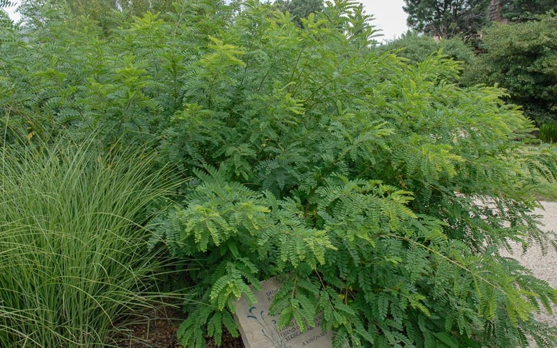 Indigo Bush (Amorpha Fruticosa) - 1 Gallon Pot 7 Indigo Bush (Amorpha Fruticosa) - 1 Gallon Pot - Image 5