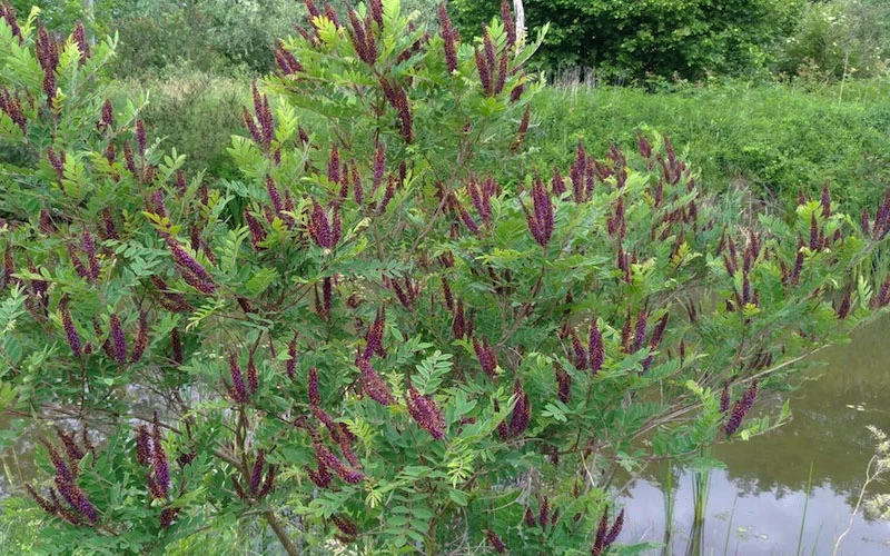 Indigo Bush (Amorpha Fruticosa) - 1 Gallon Pot 11 Indigo Bush (Amorpha Fruticosa) - 1 Gallon Pot - Image 9