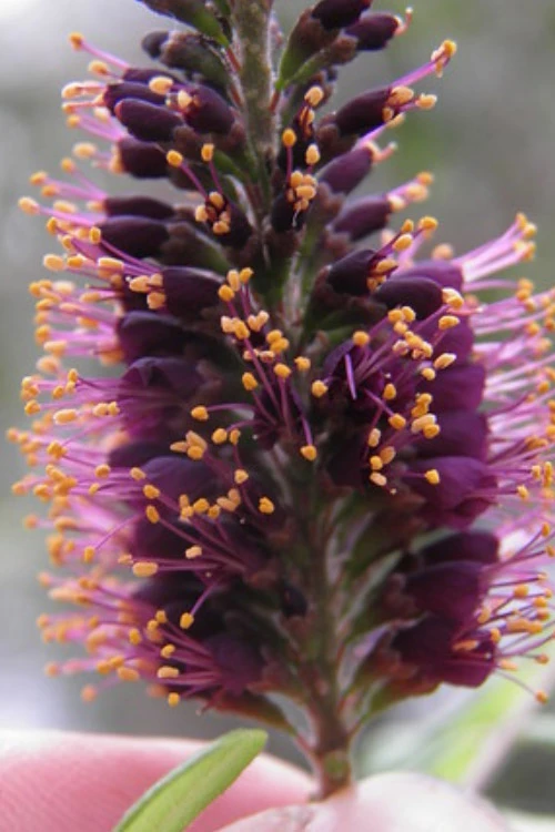 Indigo Bush (Amorpha Fruticosa) - 1 Gallon Pot 10 Indigo Bush (Amorpha Fruticosa) - 1 Gallon Pot - Image 8