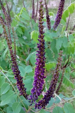 Indigo Bush (Amorpha Fruticosa) - 1 Gallon Pot 18 Indigo Bush (Amorpha Fruticosa) - 1 Gallon Pot -Plant Discount Store amorpha fruticosa indigo bush 5