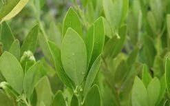 Ocala Yellow Anise (Illicium Parviflorum) - 3 Gallon Pot -Plant Discount Store aniseocala