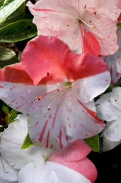 Astronaut Azalea - 2.5 Quart Pot 12 Astronaut Azalea - 2.5 Quart Pot -Plant Discount Store azalea astronaut 4