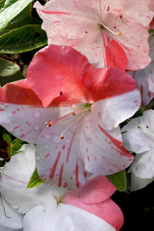 Astronaut Azalea - 2.5 Quart Pot 7 Astronaut Azalea - 2.5 Quart Pot - Image 5