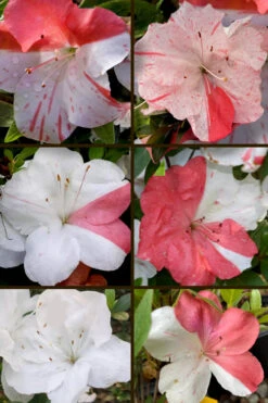 Astronaut Azalea - 2.5 Quart Pot 11 Astronaut Azalea - 2.5 Quart Pot -Plant Discount Store azalea astronaut 5