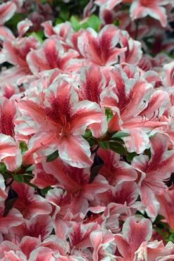 Ben Morrison Azalea - 2 Gallon Pot -Plant Discount Store azalea ben morrison 1