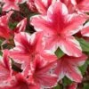 Ben Morrison Azalea - 2 Gallon Pot 1 Ben Morrison Azalea - 2 Gallon Pot -Plant Discount Store azalea ben morrison 2