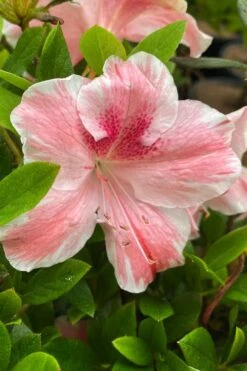 Lady Cavendish Azalea - 1 Gallon Pot 10 Lady Cavendish Azalea - 1 Gallon Pot -Plant Discount Store azalea cavendish 3