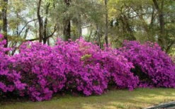 Formosa Southern Indica Azalea - 7 Gallon Pot -Plant Discount Store azalea formosa hedge