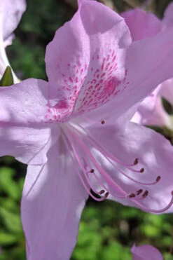 Gulf Pride Fragrant Southern Indica Azalea - 3 Gallon Pot -Plant Discount Store azalea gulf pride 5 1