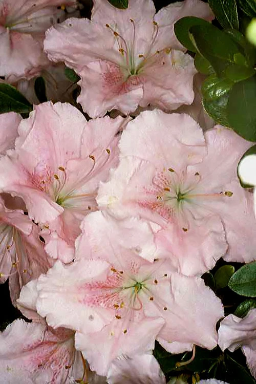 Gwenda Azalea (Robin Hill Hybrid) - 6 Pack Of 1 Gallon Pots 2 Gwenda Azalea (Robin Hill Hybrid) - 6 Pack Of 1 Gallon Pots