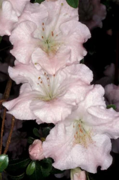 Gwenda Azalea (Robin Hill Hybrid) - 6 Pack Of 1 Gallon Pots 10 Gwenda Azalea (Robin Hill Hybrid) - 6 Pack Of 1 Gallon Pots -Plant Discount Store azalea gwenda 6