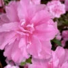Hallie Azalea (Aromi Hybrid) - 6 Pack Of 1 Gallon Pots -Plant Discount Store azalea hallie 3