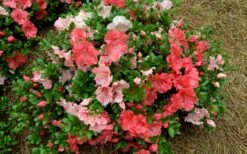 Hilda Niblett Azalea - 1 Gallon Pot 17 Hilda Niblett Azalea - 1 Gallon Pot -Plant Discount Store azalea hilda niblet flowers